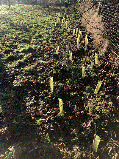 Saplings Planted